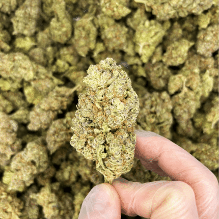 Mimosa CBD Flower U.K. | Moonbarguy